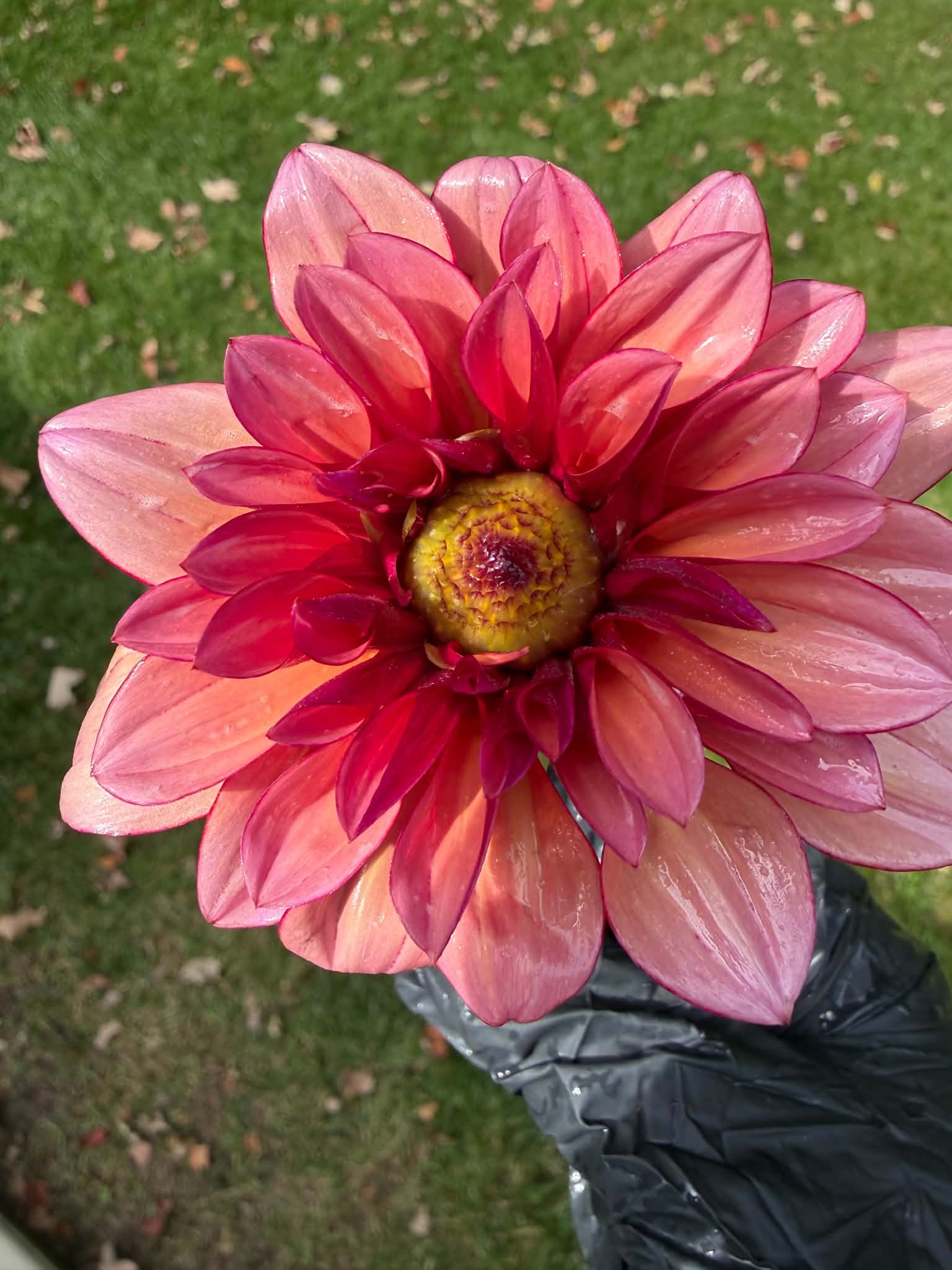 Coral and pink dahlia held in a garden