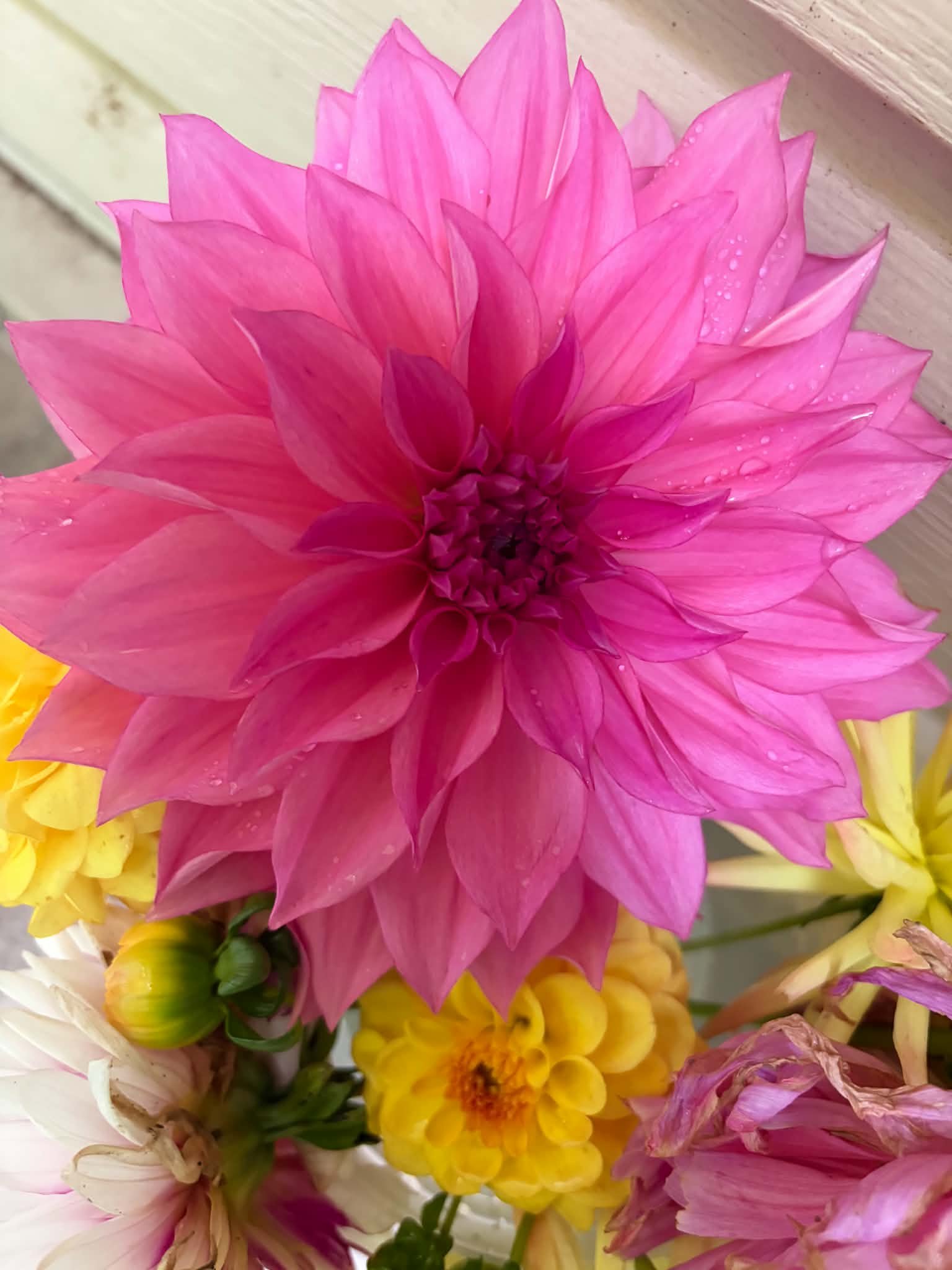 A vivid pink dahlia with raindrops among yellow flowers