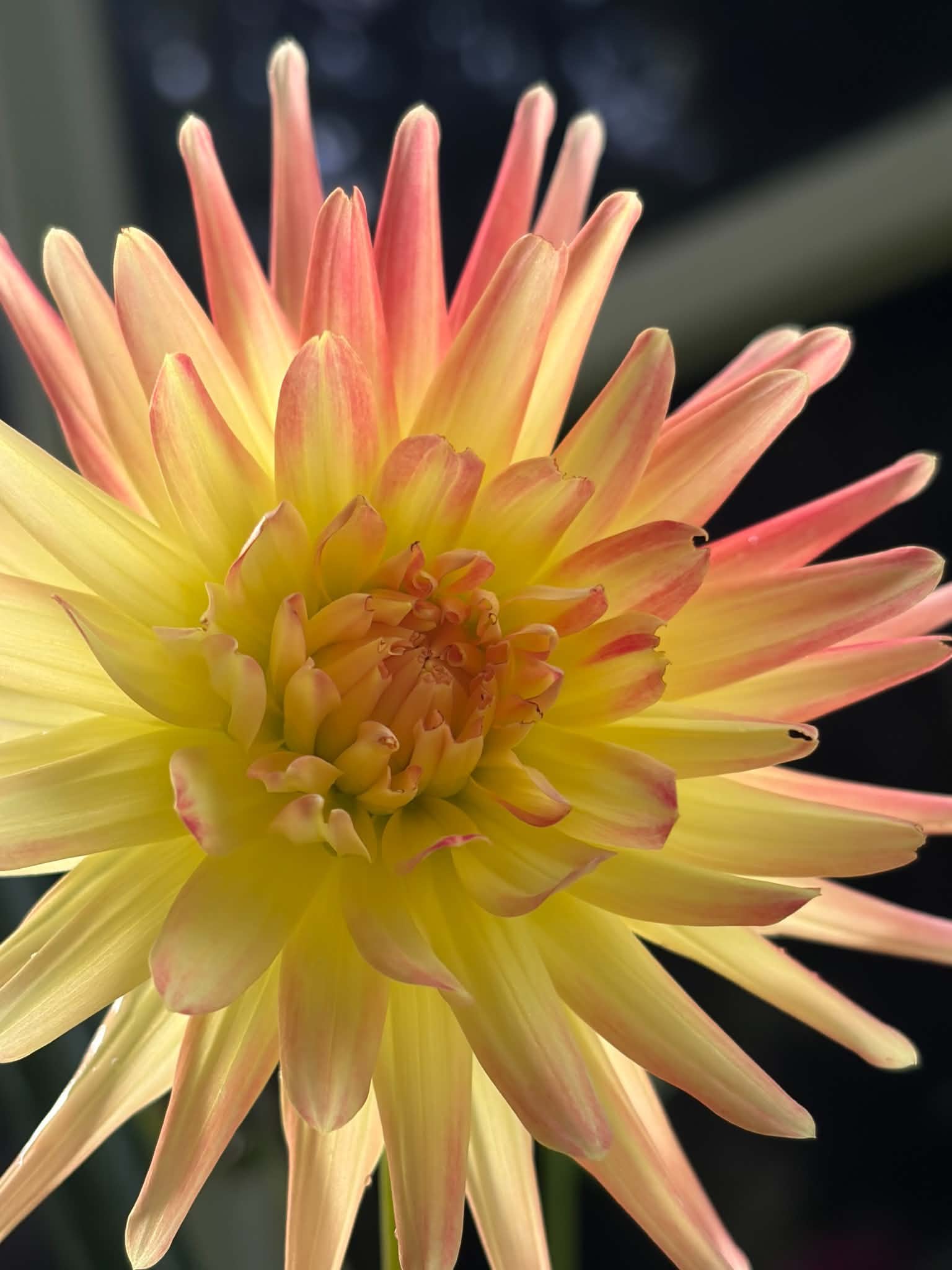 Yellow dahlia with long coral-tipped petals