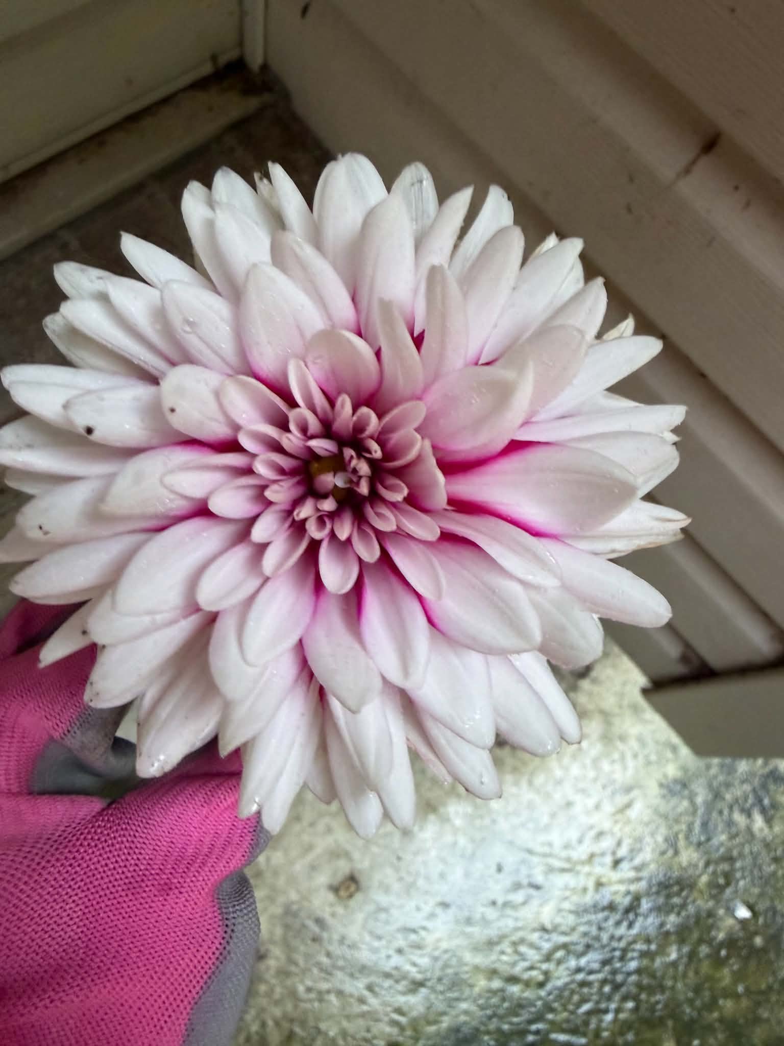 White dahlia with a deep pink center